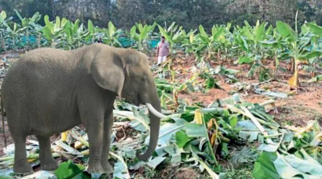 तिलारी खोर्‍यातील गावांत जंगली हत्तीची मोठी दहशत